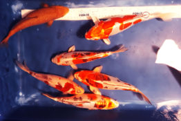 Doitsu Kohaku, Chagoi, Sanke a Benikikoriu