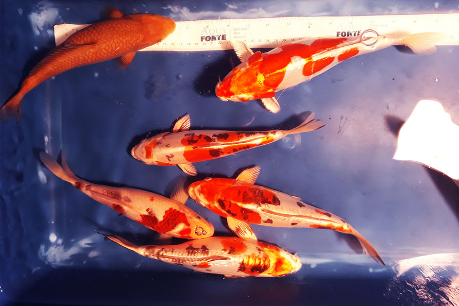 Doitsu Kohaku, Chagoi, Sanke a Benikikoriu