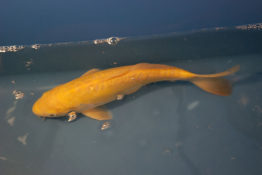 doitsu ogon yellow
