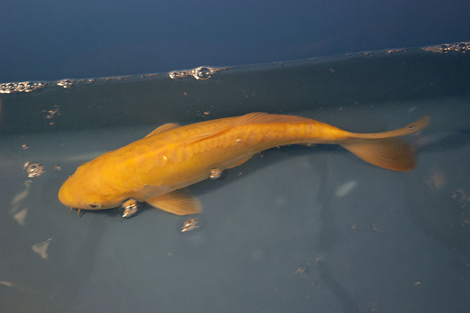 doitsu ogon yellow