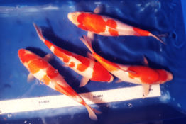 kohaku1