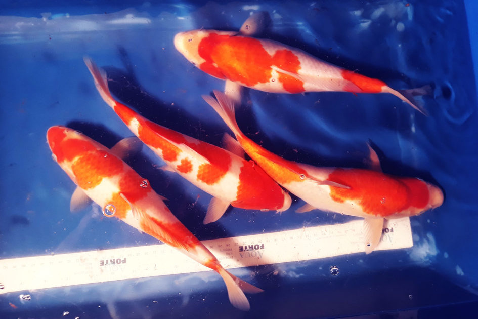 kohaku1