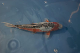 suisui