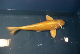 yamabuki ogon (4)