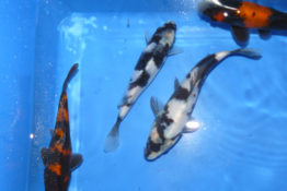 shiro-utsuri
