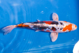 Benikikokuryu