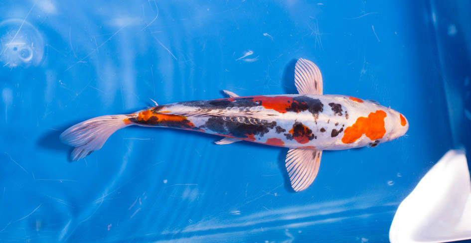 Benikikokuryu