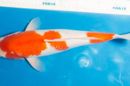 Kohaku
