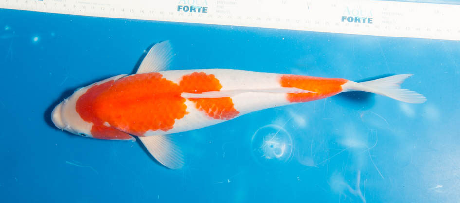 Kohaku